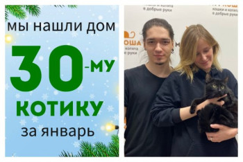 Котик Кельт отправился домой!