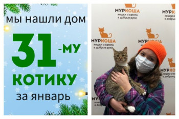 У котика Фанфана начинается домашняя жизнь!