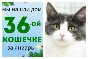 Кошечка Мышель встретила свою любящую семью!