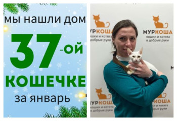 У кошечки Вьюши появилась заботливая хозяйка!