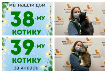 В новый дом вместе уезжаю котики Рысь и Смугляш!