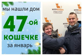Кошечка Голубичка встретила верных друзей!