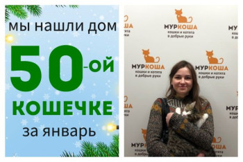 Кошечка Кукуруку теперь домашняя любимица!