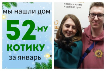Котик Громик стал домашним и счастливым!