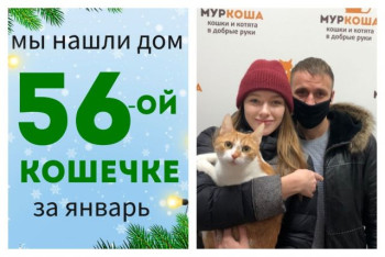У кошечки Сальчичон появились дом и семья!