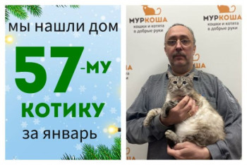 Котик Оман встретил настоящего друга!