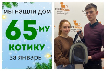 Котик Франки начинает счастливую жизнь дома!