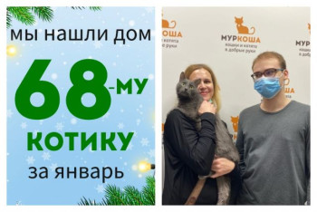 Котик Полковник нашел свой новый дом всего за месяц!