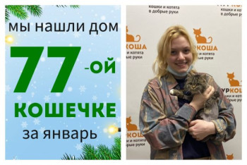 Кошечка Макфлурри начинает счастливую домашнюю жизнь!