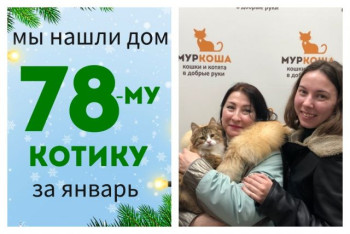 У котика Мяврика появились дом и семья!