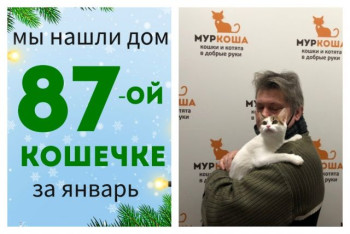 Кошечка Луковка начинает домашнюю жизнь!