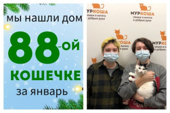 У кошечки Жужелицы появились дом и семья!
