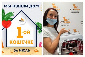 Кошечка Комбуча начинает новую жизнь!