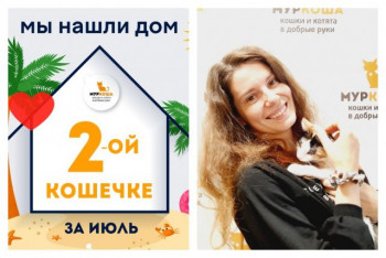 У кошечки Укулеле начинается домашняя жизнь!
