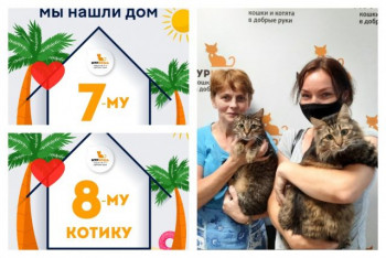 Котики Барсук и Бобр стали домашними всего за месяц!