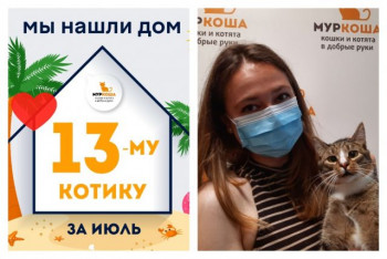Котик Питер встретил заботливую хозяйку!