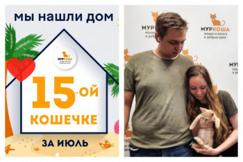 Трёхмесячная кошечка Нектаринка стала домашней!