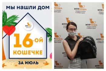 Кошечка Шотландия встретила заботливую хозяйку!