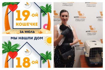 Кошечки Жози и Земляника нашли свой новый дом!