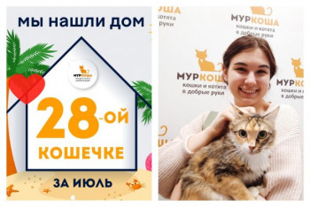 Кошечка Баби встретила надежную хозяйку!