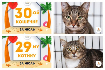 Котик Фламенко и кошечка Макарена уезжают в один дом!