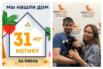 Котик Серпантин встретил надёжных хозяев!