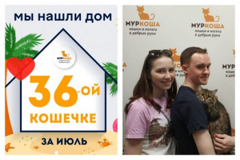 Кошечка Мишура стала домашней и любимой!
