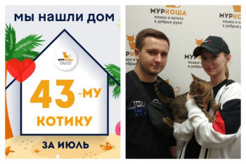 Котенок Бубусь встретил надежных хозяев!