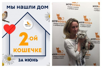 Кошечка Челсия нашла новый дом за три дня!