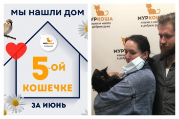 Кошечка Вивьена стала домашней любимицей!