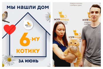 Кот Абрикот стал домашним и счастливым!