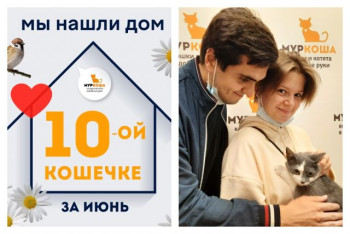 Кошечка Тюбетейка стала домашней за два месяца!