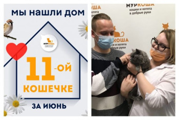 Кошечка Маскарпоне нашла новый дом за полтора месяца!
