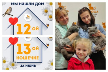 Кошечки Фуфырка и Ватрушечка отправились домой вместе!