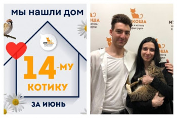 Котик Цейлон стал домашним любимцем!