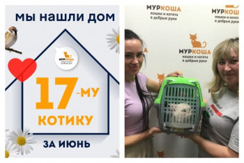 Котик Джейзи отправился домой!