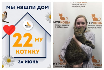 Котик Вождь начинает домашнюю и счастливую жизнь!