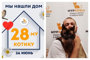 Десятилетний кот Шнапсик нашёл свой новый дом всего за месяц!