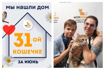 Кошечка Бомбон стала домашней и счастливой!