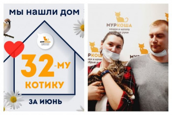 Котик Коточчино стал домашним за две недели!