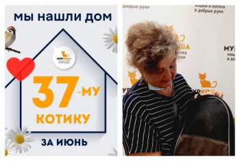Котик Сильвестр нашел новый дом за два месяца!