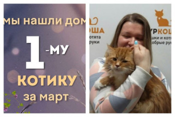 Пятилетний кот Лайфик начинает счастливую домашнюю жизнь!