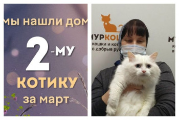 Белоснежный котик Грогу стал домашним всего за месяц!