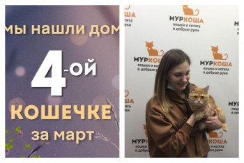 Кошечка Виливонка нашла дом за полтора месяца!