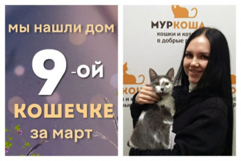 У кошечки Понки появилась заботливая хозяйка!