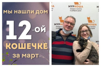 Кошечка Смородинка начинает домашнюю жизнь!
