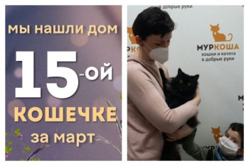 Кошечка Масако начинает новую жизнь!
