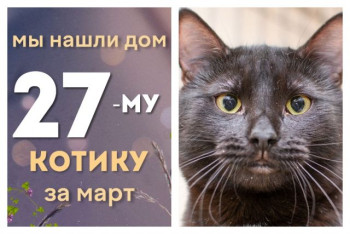 Котик Мелвис отправился в домашнюю жизнь!