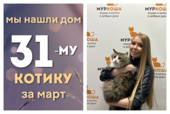 У котика Лайма появилась заботливая хозяйка!
