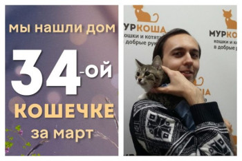 Кошечка Флавия стала домашней любимицей!
